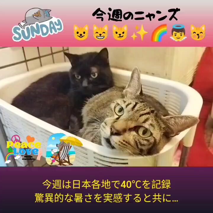 😺にゃんたろさん (@8warenyantaro) / X