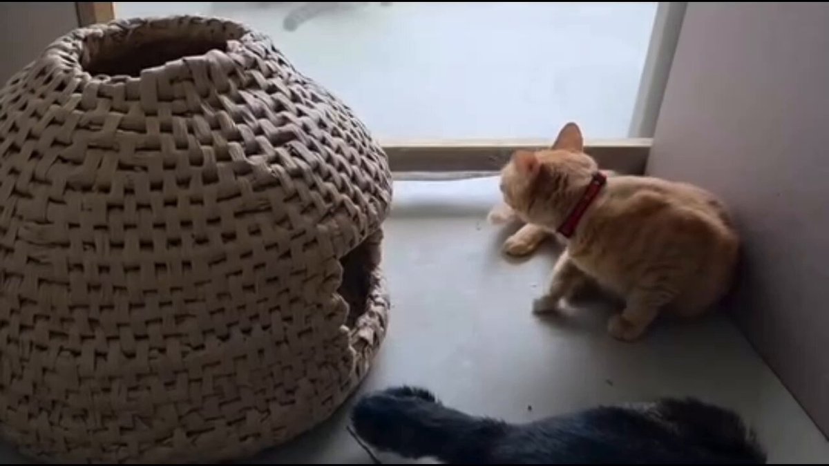 ねこ こんばんは❣️ この後YouTubeアップするのでお楽しみに