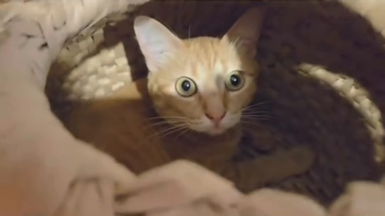 猫ちゃん 6107-27-