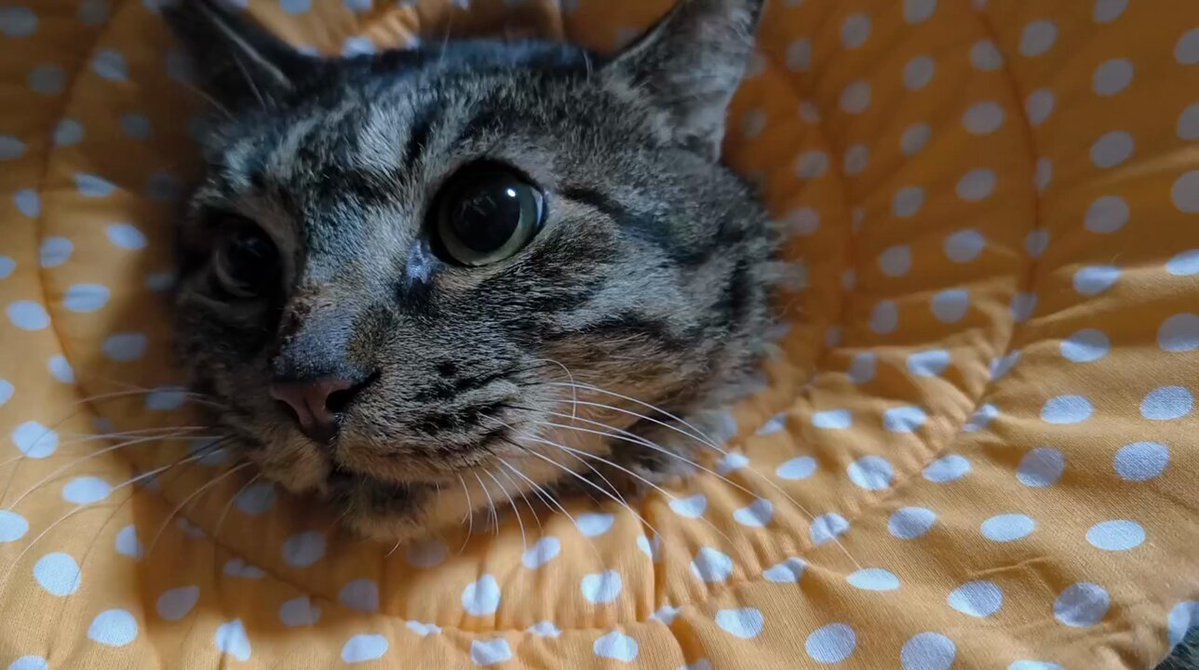 ごぼにゃんページ 引越し後の元野良ボス猫の様子は！？ - YouTube