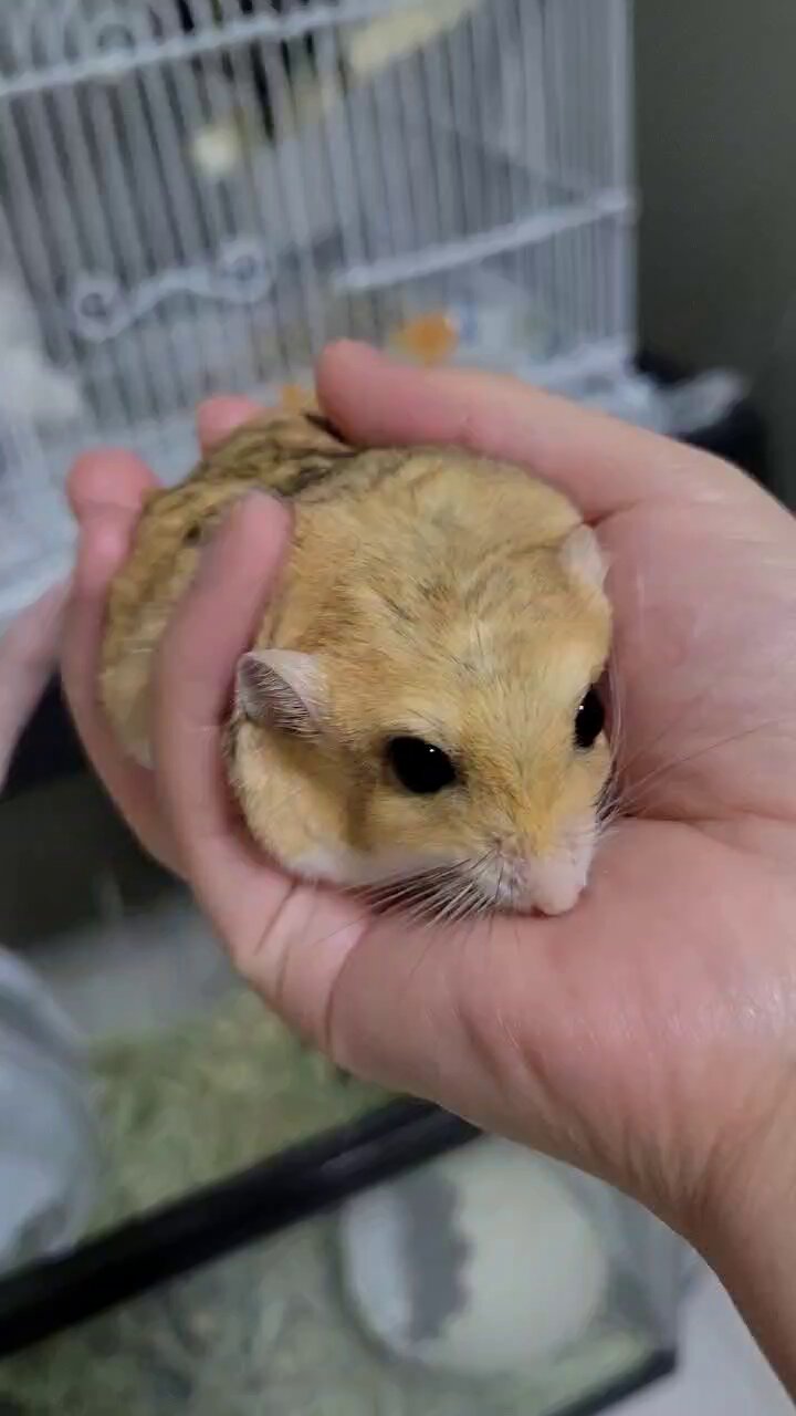 齧齒類ページ ❤️ 齧歯目 - Wikipedia