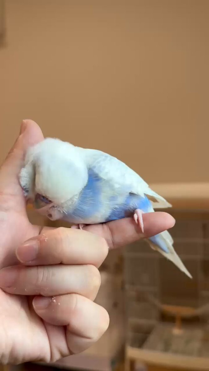 【真緒ページ】「カラフルインコさん」 「サッカーしようよ」 あの、ポーズ決めてくれてるんですけど、動画です😂 #セキセイ