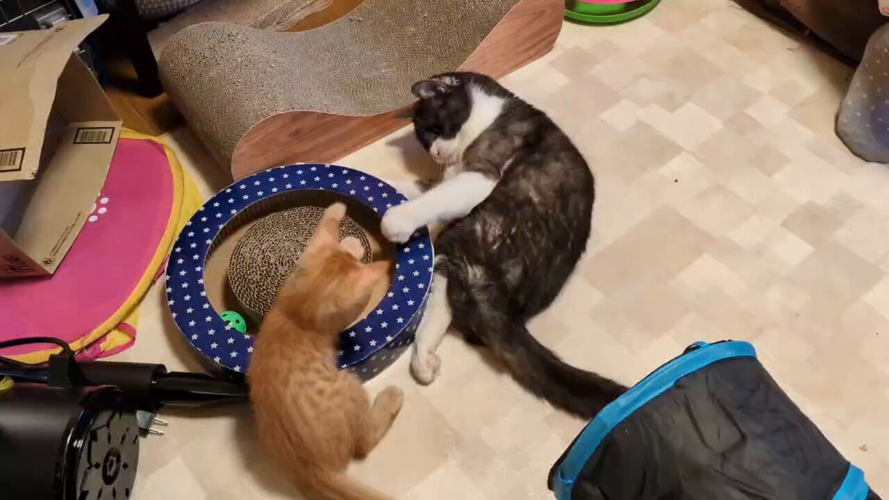 猫B 最終値下げしました！ たきしま / Takishima on X: 
