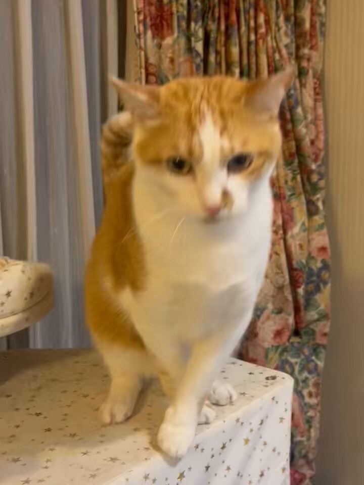 ねこちゃんごはん 野良猫お食事 250724 - YouTube