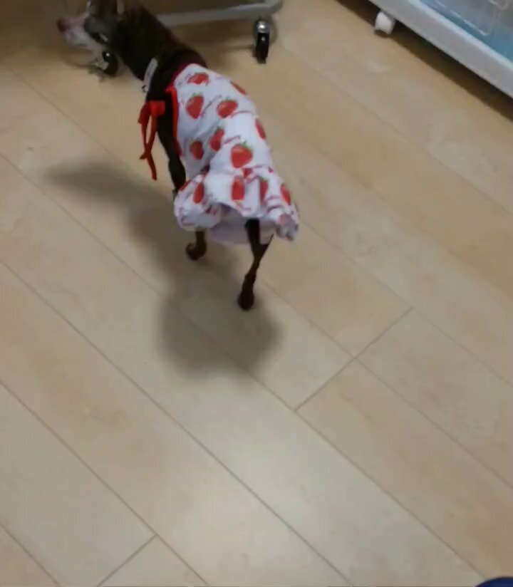 ワンコそば ページ 🌶️新トッピング入荷しました🐶 激辛好きの皆さま、お待たせ