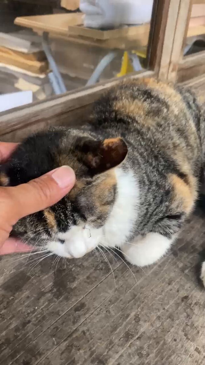 鳥取　わかとりくん　わかこちゃん　ブローチ他 いなば CIAO ちゅ～る 腎臓の健康維持に配慮 とりささみ 14g×4本