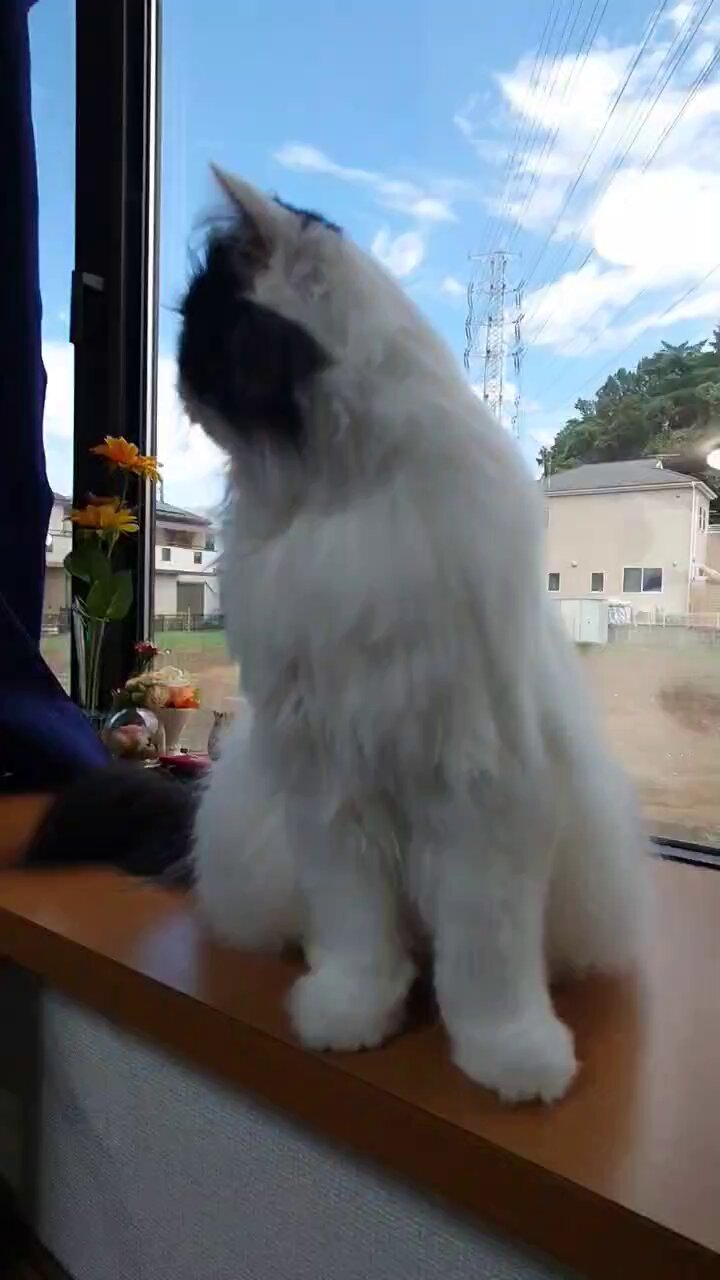 【ハピネスページ】猫さん4体 ねこと暮らす - Cerca / X