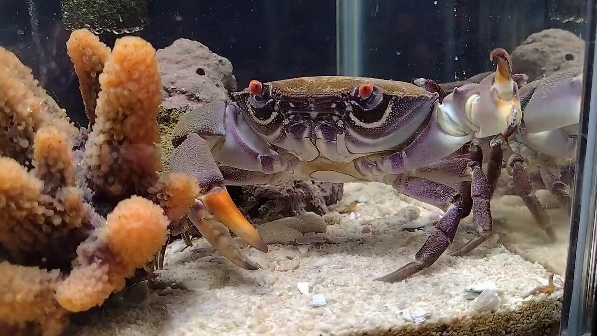 額　カニ 🦀カニ活🦀 (@kaninoiru) / X