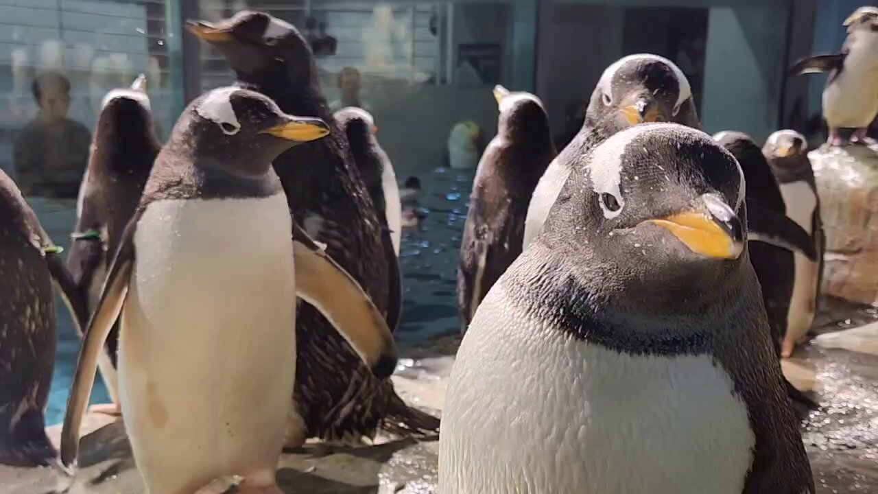 ペンギン　まとめ2点 ジェンツーペンギン - Wikipedia