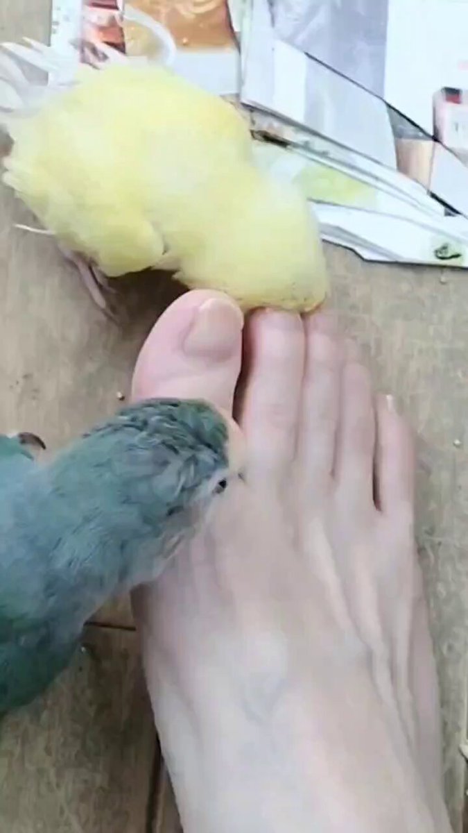 コザクラインコ　剥製 おぎゃん (@tomimomen) / X