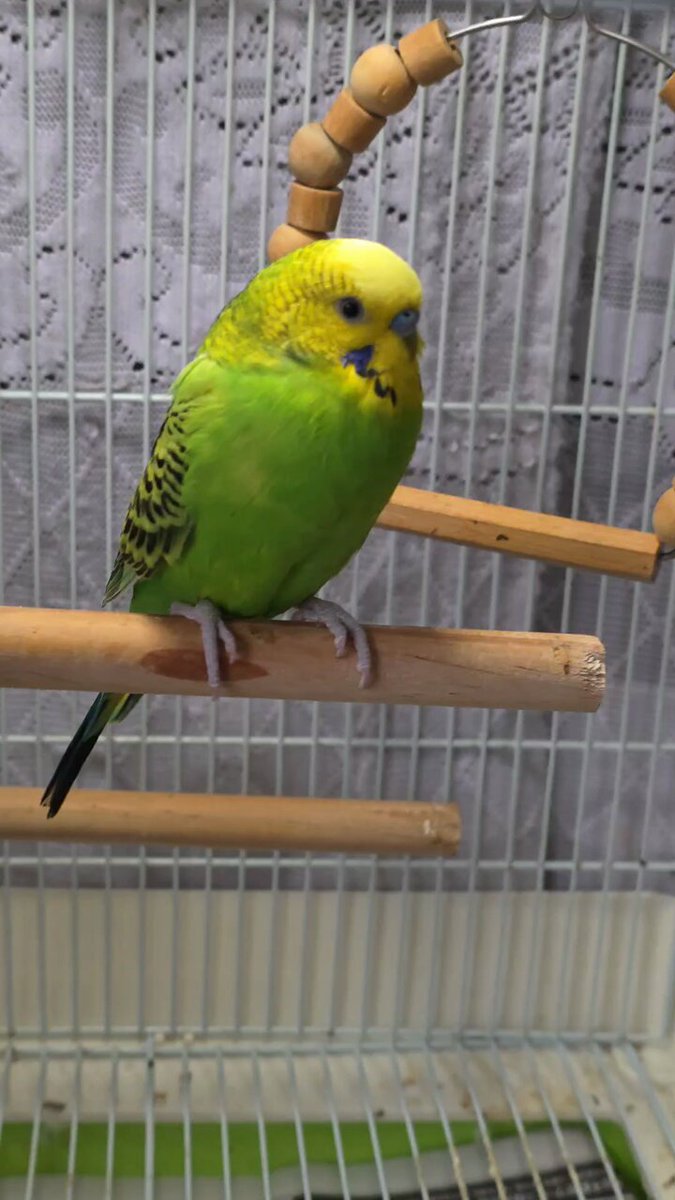 鳥好きっ！ 鳥好き - البحث / X
