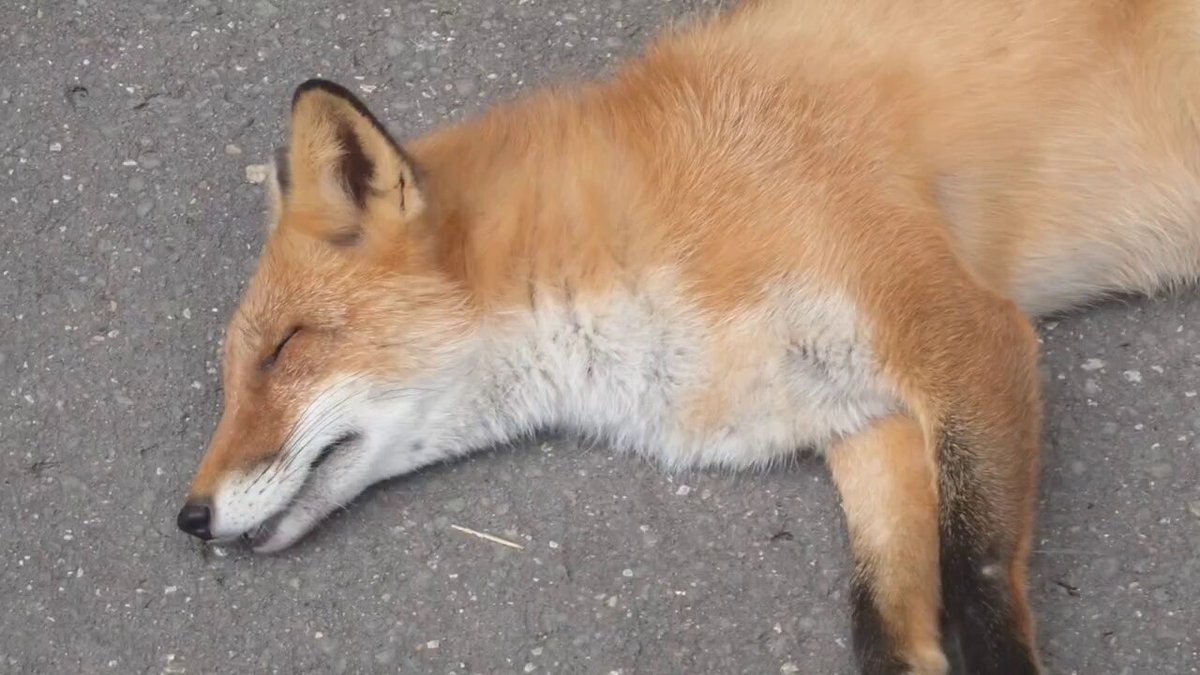 にーそさま確認ページ♡ 🍁神宮寺 結衣/フォロバ100🍁大好きな貴方様へ
