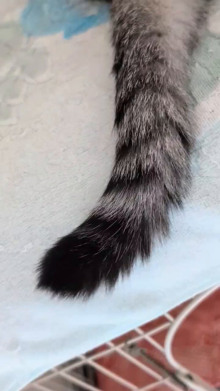 ビンテージフェントンの猫★這っている猫（fe07_1) 楽天市場】猫 ねこ 尻尾 遊ぶ オーナメント ガーデン