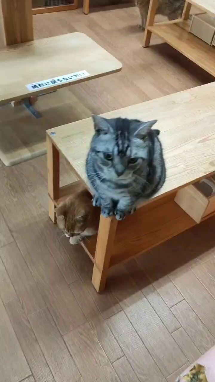 猫ちぐら DECOLE ［かまくら猫ちぐら］デコレ コンコンブル 2022
