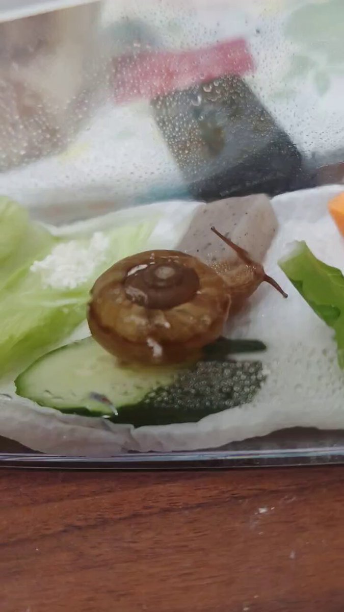 ♡かたつむり様、専用♡※他の方はご遠慮ください‼️ カタツムリ🐌 (@katathumuri_) / X
