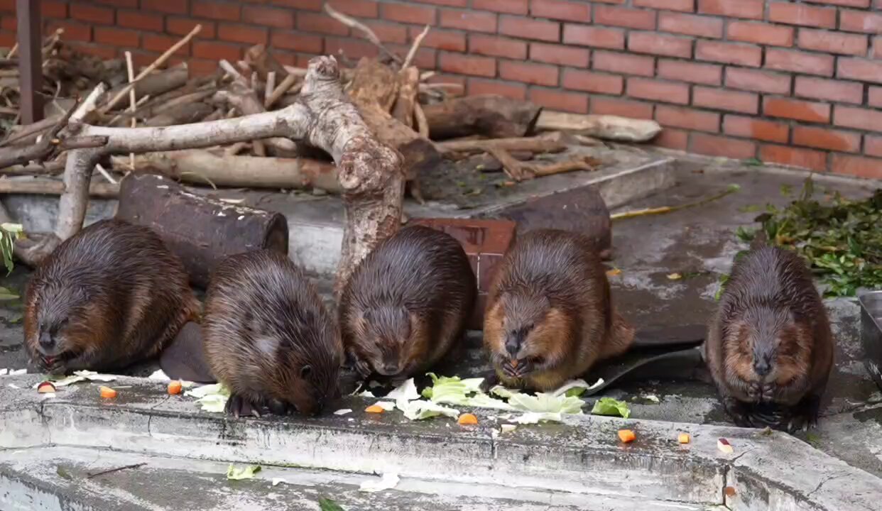 ポウちゃんです。 セイウチのポウちゃん🎶テンション上がってきたあ