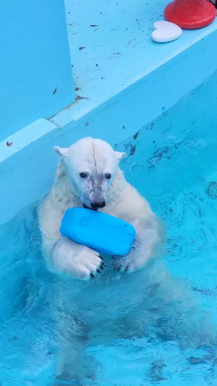 ショルダーバッグを下げたホッキョクグマさん ショルダーバッグを下げたホッキョクグマさん （ナショナルジオ