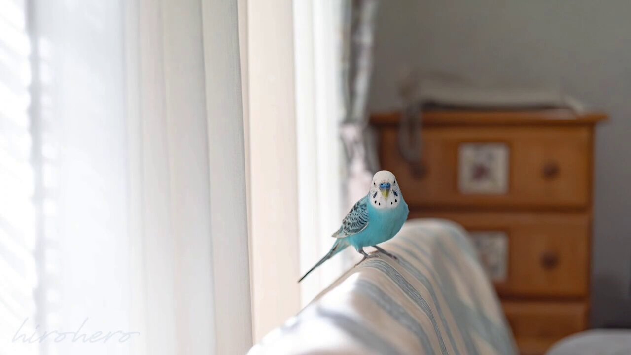 インコすずめ セキセイインコ ピースケ お散歩🎵 - YouTube