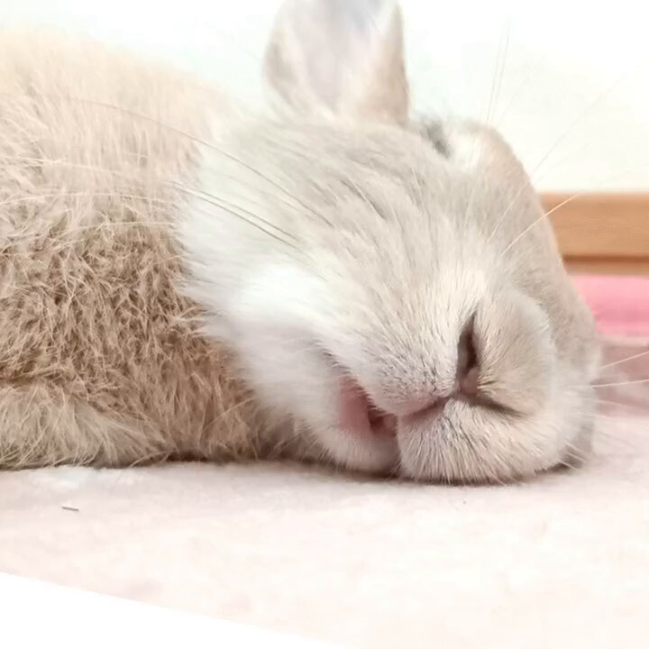 うさ必ず読んでページ うさうさ on X: 