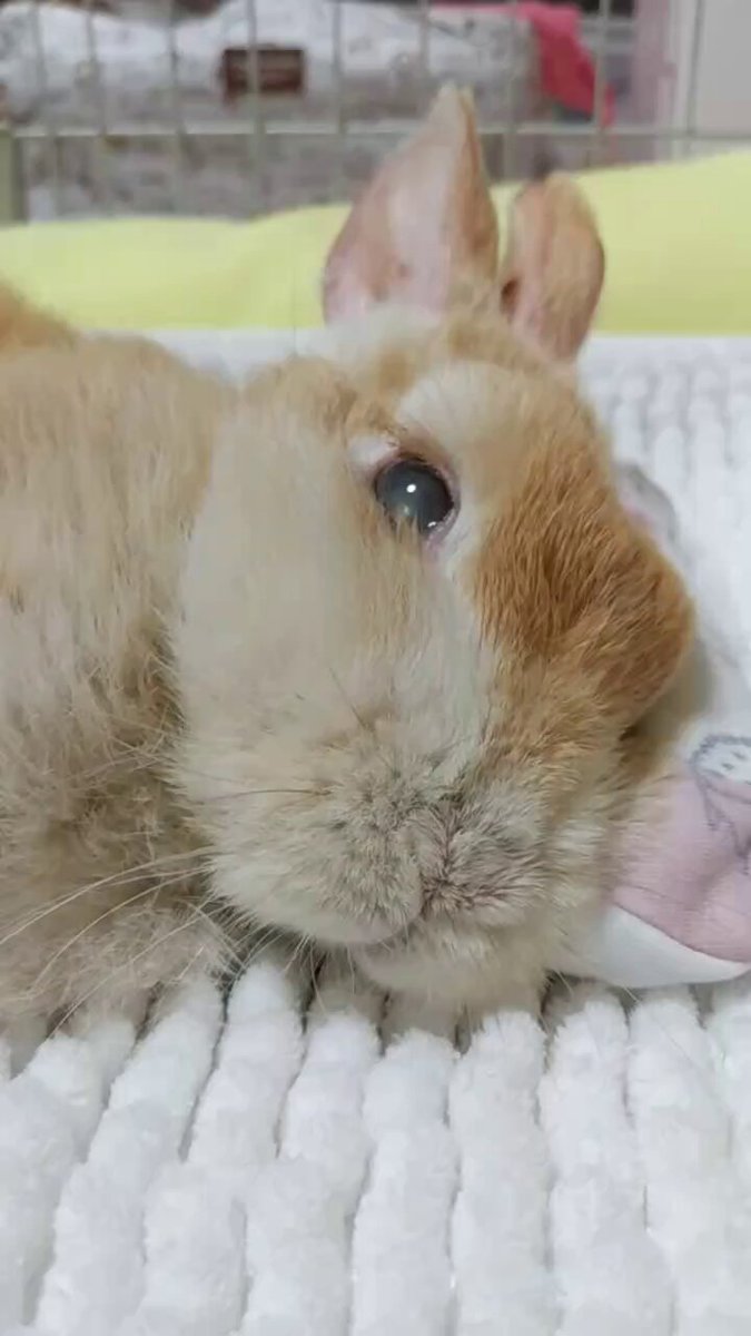 ⭐︎zero⭐︎できる！！ウサギの診療 Waka. on X: 