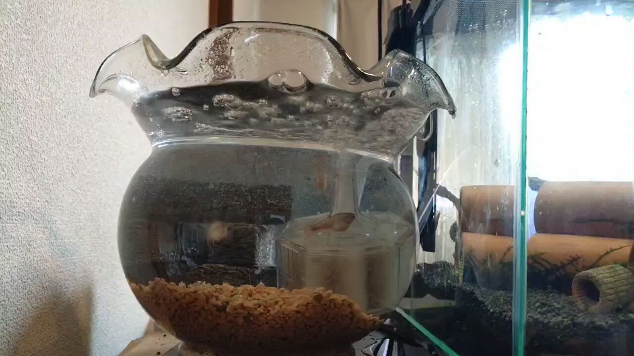 金魚鉢から飛び出して チャキ4416 on X: 