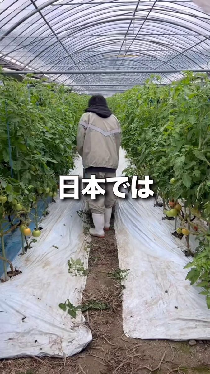 花y…ページです•*¨*•.¸¸☆ 楽天市場】【造花】YDM/ガーベラミックスブーケ イエロー