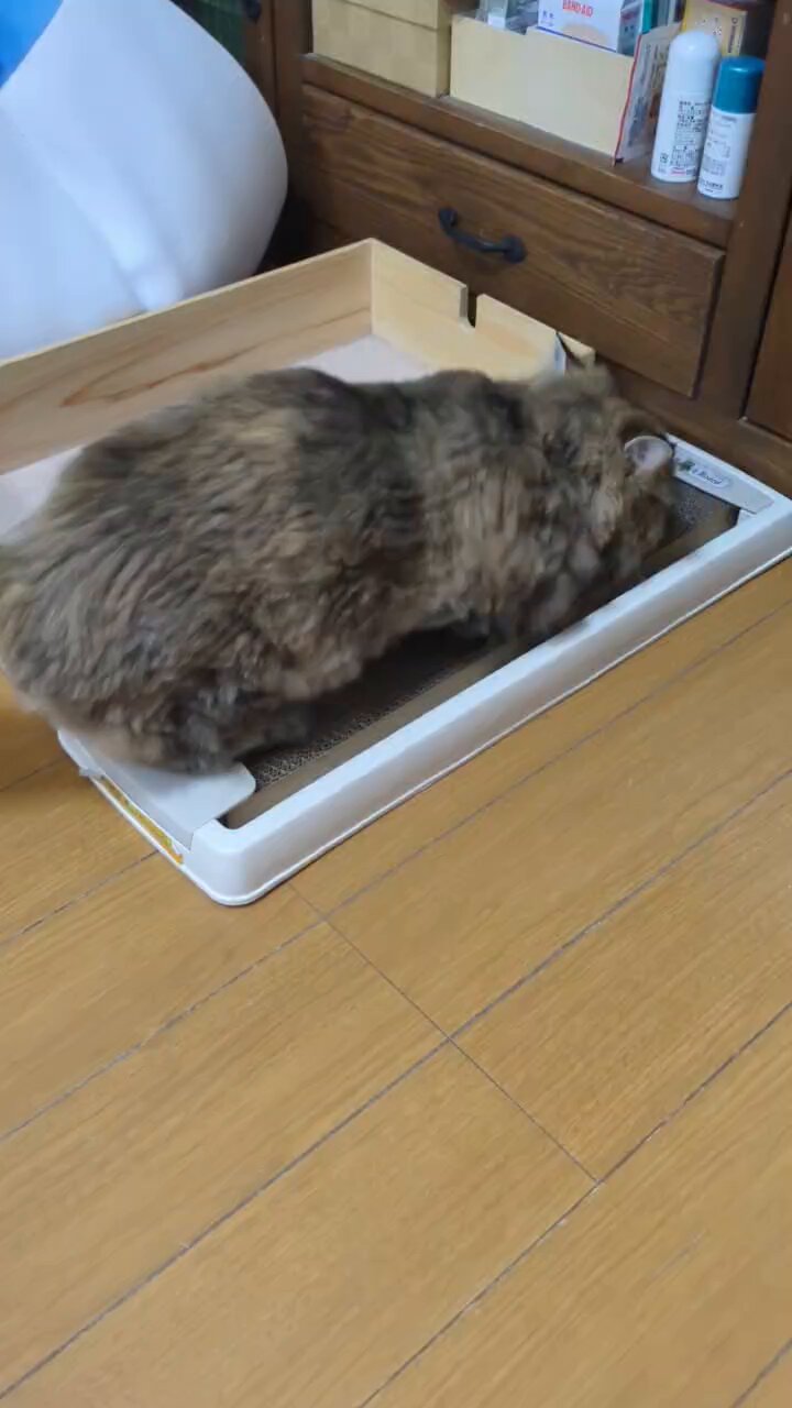 にゃんたろうです。ありがとうございます(^^) ヨシダモータース漢字板＋あ、そーですか / にゃんこ最強道