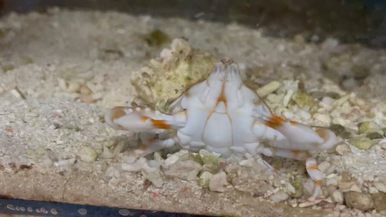 すさみ町立エビとカニの水族館 (@ebikaniaquarium) / X