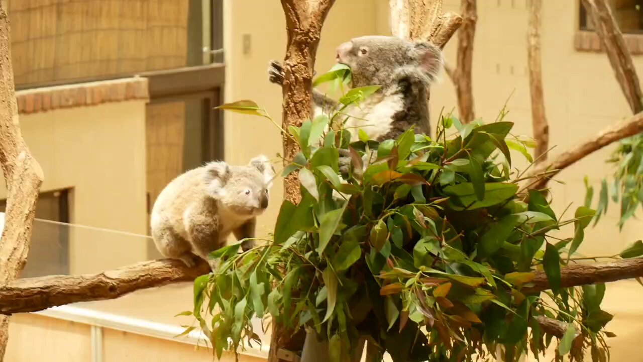 コアラさん専用 しずかーにユーカリを持って行かれるハナちゃん🐨🌷🌿 20250810