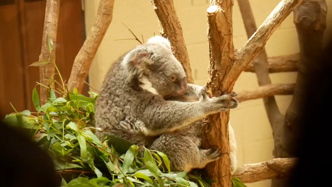 コアラさん専用 kazumi_love_koala（kazumi改め） on X: 