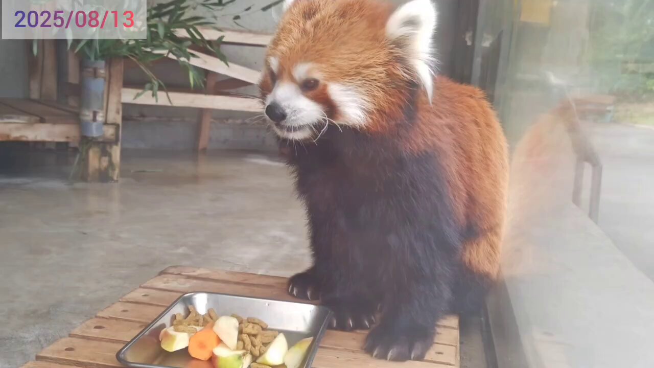 レッサーパンダ ☆啓☆🐅💓 on X: 
