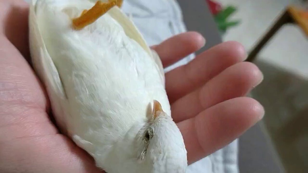 ひめうずら研究室 成鳥用配合飼料 4kg 鳥 餌 ヒメウズラ ひめうずら研究室 成鳥用配合飼料 4kg 鳥 餌 ヒメウズラ ひめ