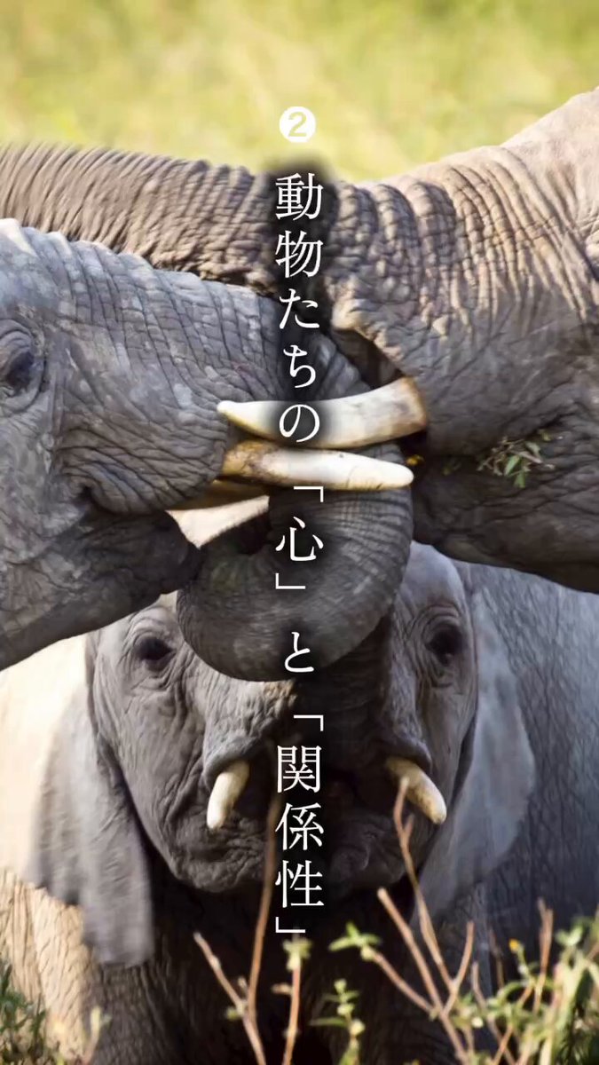 動物と共に…… 絶滅動物物語 キミはたしかに地球にいた (小学館ジュニア文庫 ジ