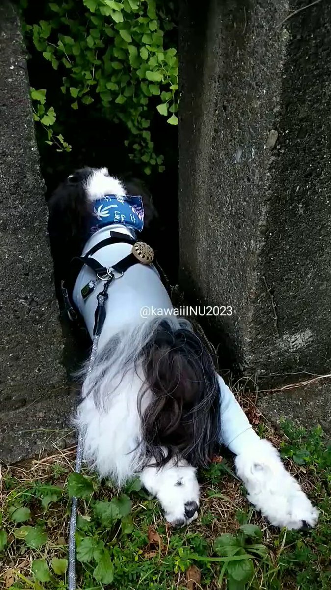 シーズー様 シーズー兄妹のご紹介です🐶 シーズー5/20生まれの男の仔