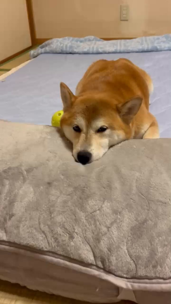 柴犬りん様 足元注意なデスクワーク たまに気づかず足があたる事もシバシバ