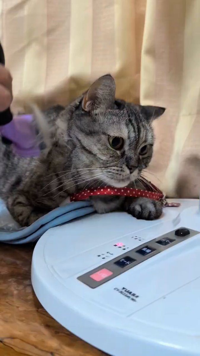 ねこさん おやすみ