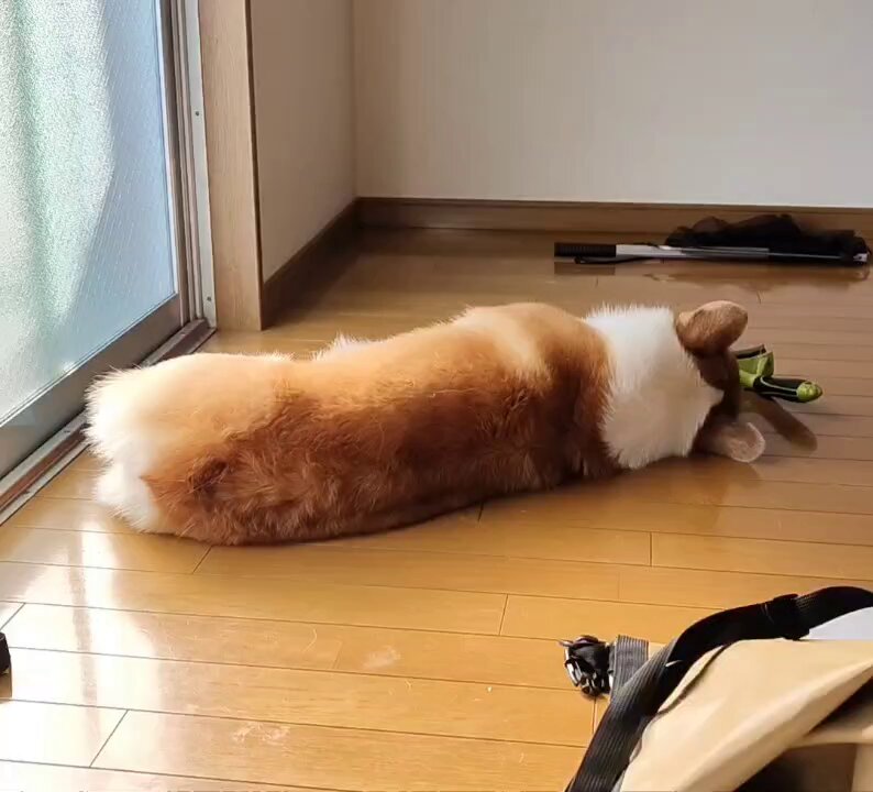 コーギーのプッチーニ (@puchcorgi) / X