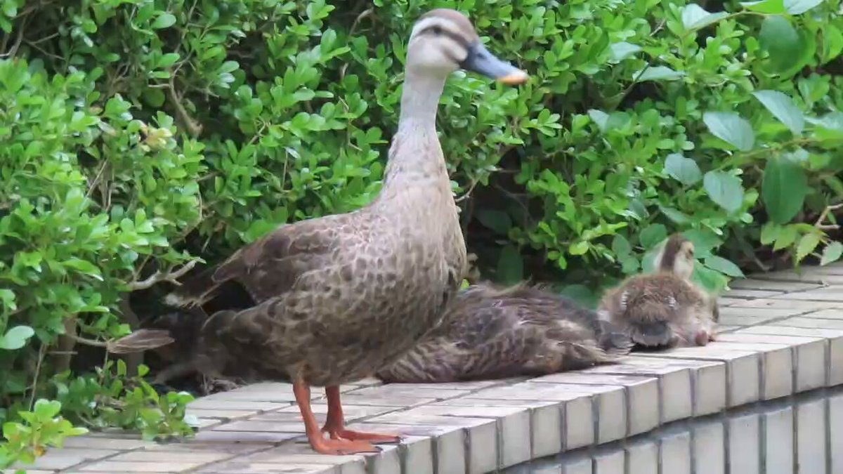 カルガモの親子専用ページ カルガモ親子の動画 | マリンスケープ