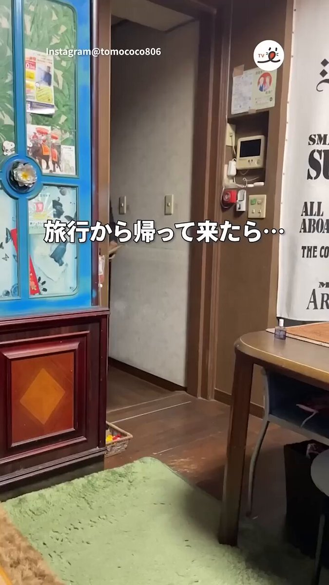 じゅんペコページです。 安全靴 （先芯あり） マジック ローカット ジーベックXEBEC