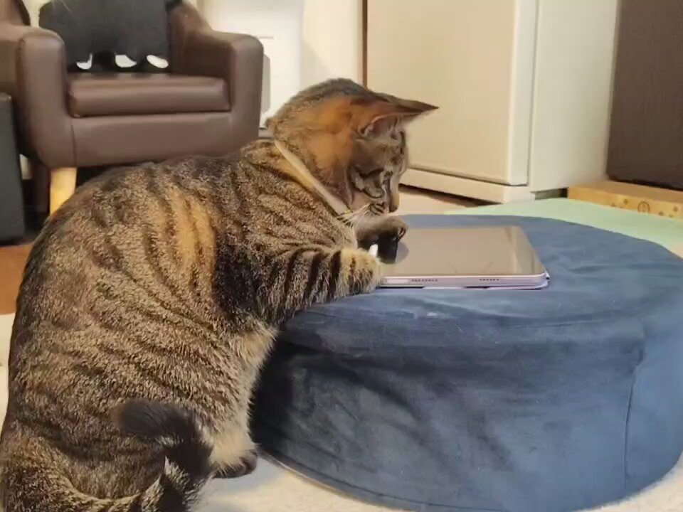 ねこ様 ねこ肯定感｜抱きまくらMサイズ