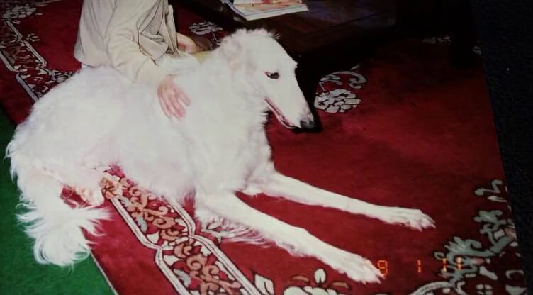 原画　ボルゾイ　犬 #81 10f8967912af71d1d473d017eec651