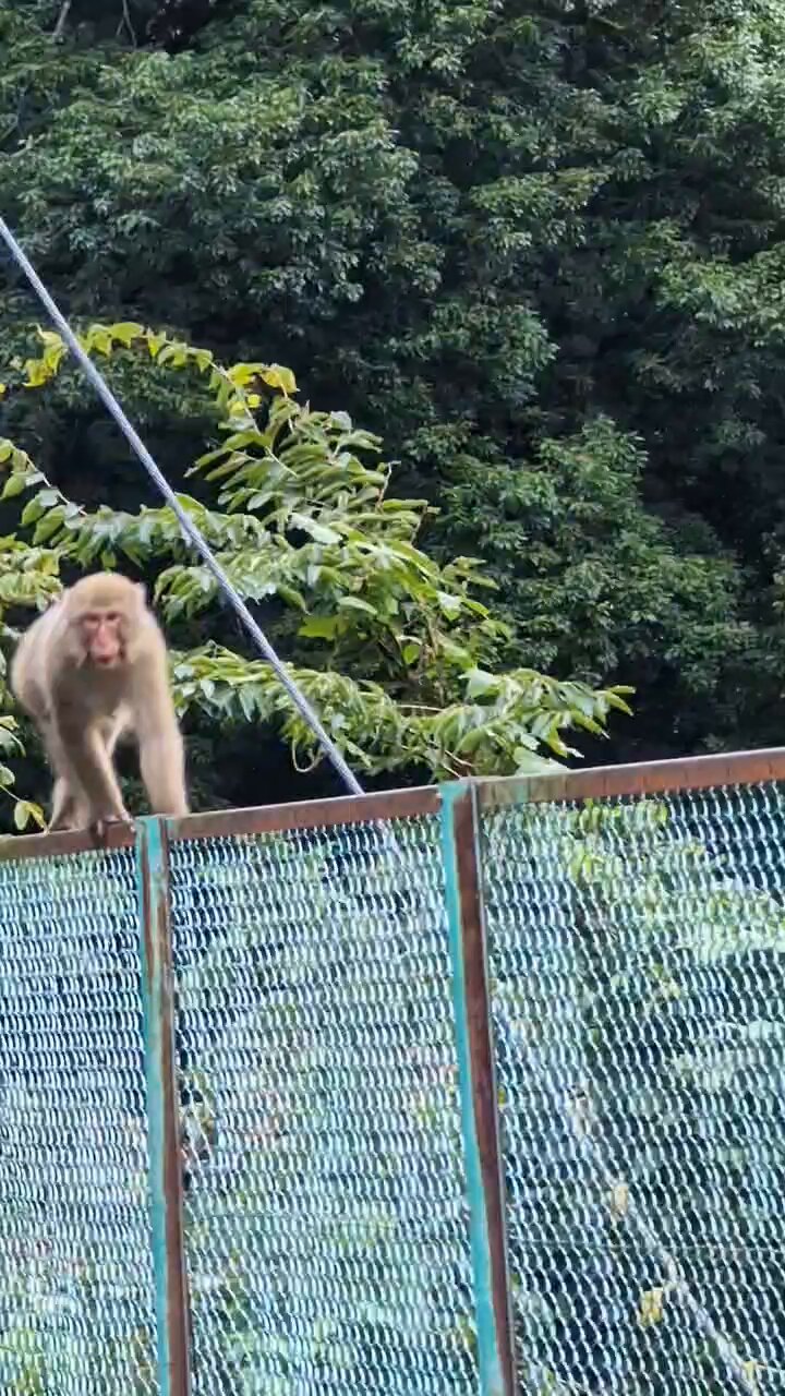 ✡️速購入OK✡️様　　　大猿 b071l3qzyn.jpg