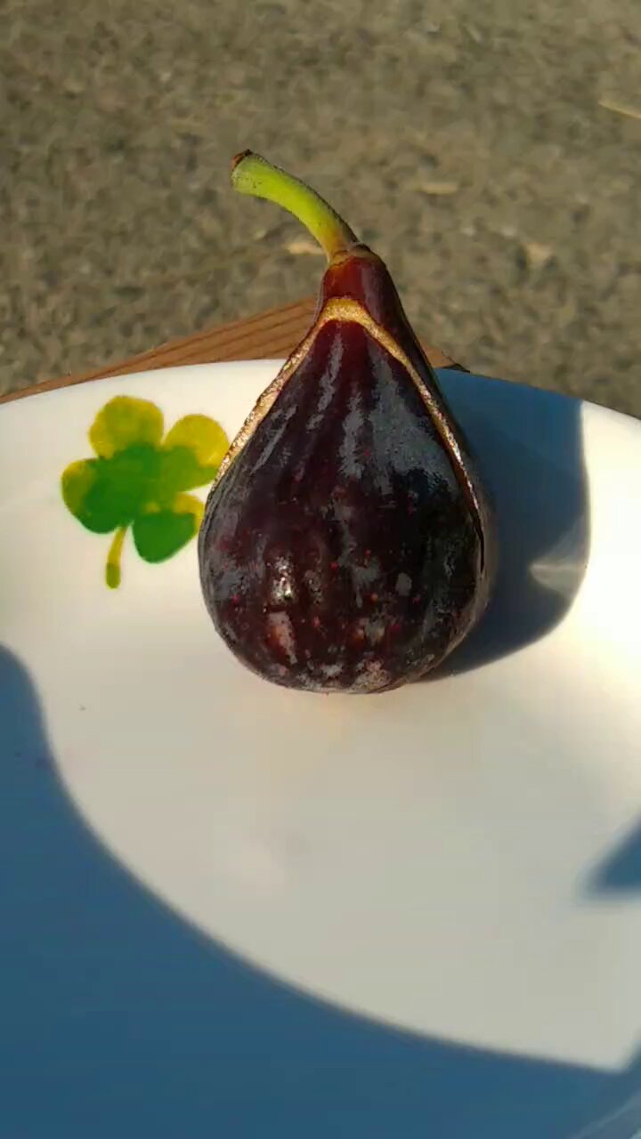 収穫実績有 Colonel Littman's Black Cross イチジク