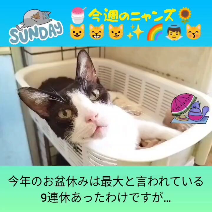 ネコちゃん様 Amazon | シルバニアファミリー 人形 【 シルクネコの赤ちゃん