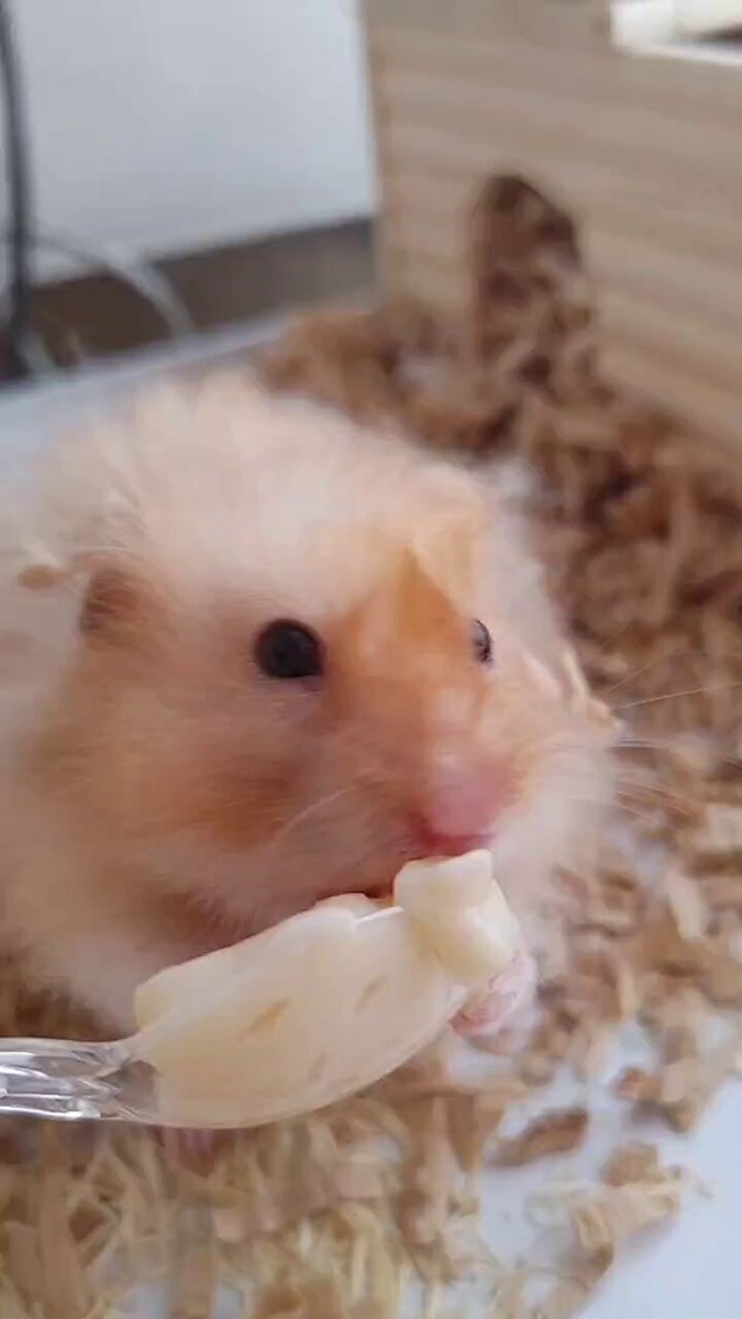 おにんぎょう村 むらさきサルの呪い付きハムスター 2025.8.17 かわいいおやつでち～🍪💓 ‪🐹ぶんぶく かわいいくま‬