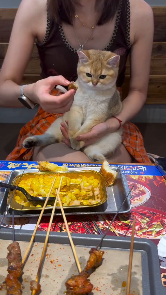 パンダさま 中華風パンダさんBIG MA-1 PANDIESTA JAPAN 564100 パンディ