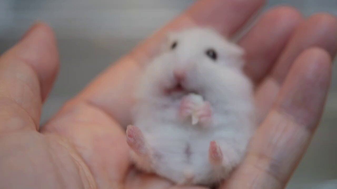 はむちゃん　プレゼントありますので説明欄と画像5枚目見てください 月曜日のたわわ2 - トレーディング 場面写 ミニアートフレーム
