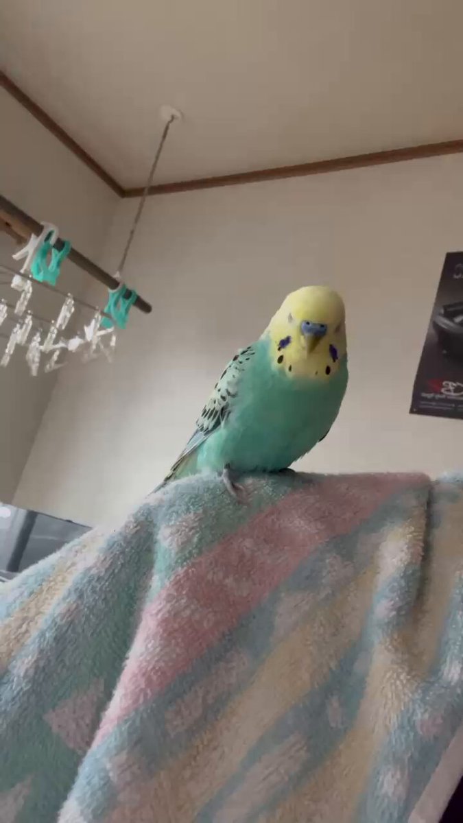 ひよこさん (@5a03a3) / X