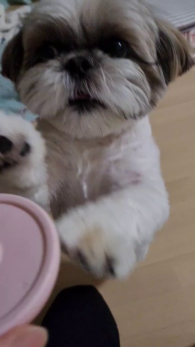 【SOLD】お正月❁飾り シーズー シーズー犬 ししまる&ちゃちゃまる (@shishimaru521) / X