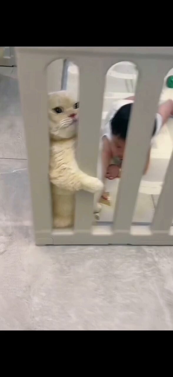 X-এ 抓住那只猫～（Grab the cat～）: 